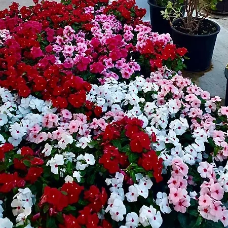 Kappa3 بيت ضيافة