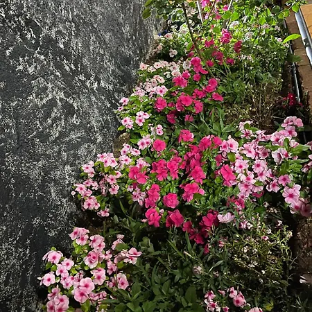 Konukevi Kappa3 Kanine